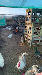 Greetings and good morning it’s the Friday farm rush hour #rushhour #farmrushhour #FridayFeeling | Caenhill Countryside Centre
