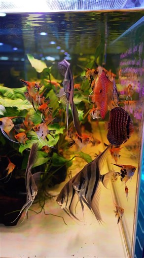 ✨😍Find beautiful Discus and Angelfish in store or online with us today #angelfish #discusfish