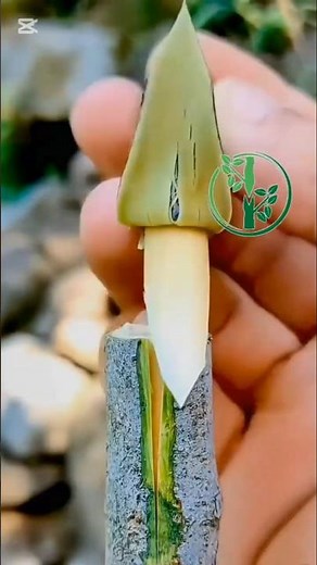 Tree Grafting Tips for Beginners | Easy Grafting Methods That Work