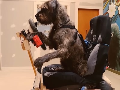 These dogs were taught how to drive a car in NZ