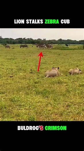 A Mother Zebra's Brave Fight to Save Her Foal from Lions!