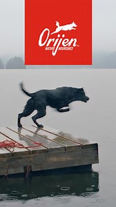 Activate their wild instincts with NEW ORIJEN™ Wild Reserve. Freeze-dried inclusions. Protein-packed. Inspired by the wild. | Petco