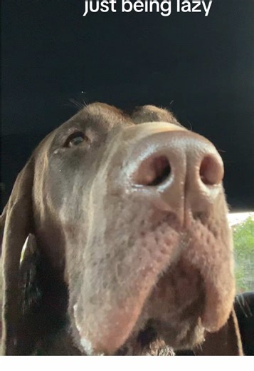 Daily Exercise for German Shorthaired Pointers