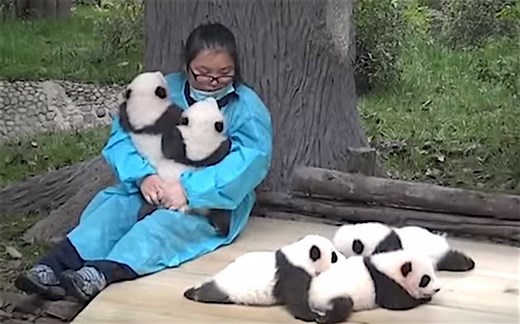 Help Wanted: Professional Panda Cuddler (We’re Not Joking) - Good News Network