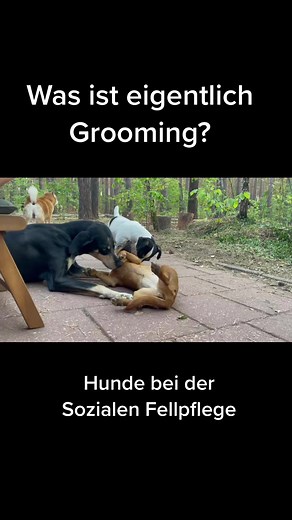 Understanding Grooming Behavior in Dogs