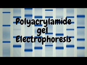 Polyacrylamide Gel Electrophoresis- SDS PAGE