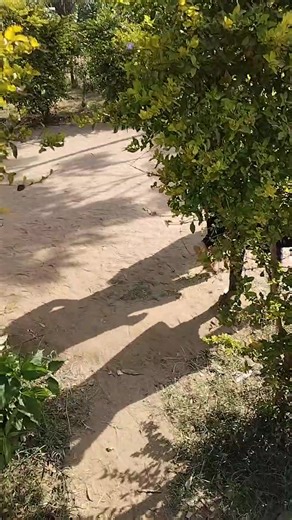 Hominid History Hub on Reels