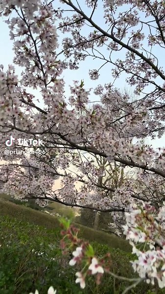 Priangka (@priangka406)’s videos with Hawayein - Cinematic Cover - Rudra Oza