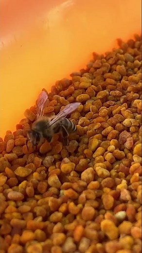 Busy Bees Carrying Pollen to Hive 🐝 | Close-Up