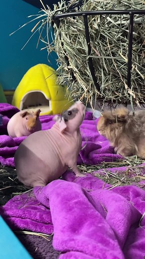 Welcome to Jurassic Pig. | Masons' Cavies