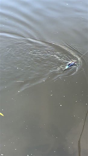 Australian Fishing for Murray Cod - Tips and Tricks for Beginners