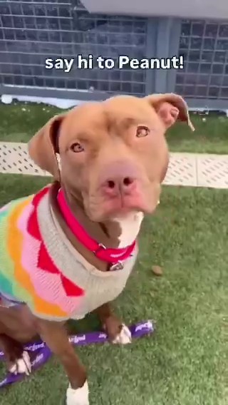 🚨 Last call for Peanut, now out of chances & under kill command. Found alone in the basement of a building early Feb & brought in; scanned chip+. Timid, shy, sweet, playful, adoptable, good leash-walker, neutral w/ strangers & dogs. She is a Shelter Scholar & has been working hard w/ a trainer. Likes stuffies.