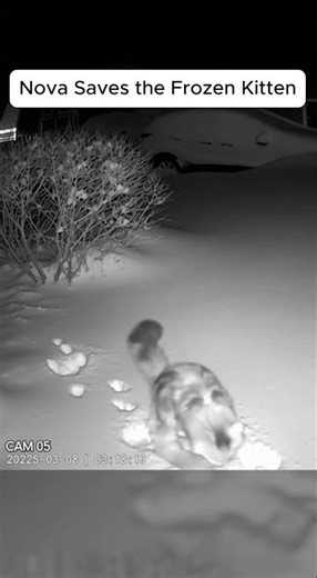 Maine Coon Rescues Frozen Kitten in Snowstorm | Real Night Vision CCTV 🐈⬛❄️ #Shorts