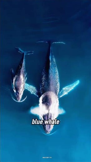 How a Dead Whale Becomes the Mother of a New Ecosystem