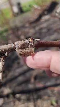 UPDATE! Pruning Raspberries video #gardening #raspberry