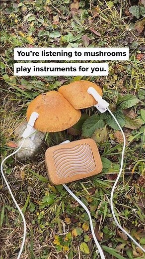 These mushrooms grow close to the forest floor, feeding on decaying organic matter and quietly