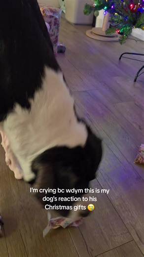 Heartwarming Dog Loves Christmas Gifts Reaction