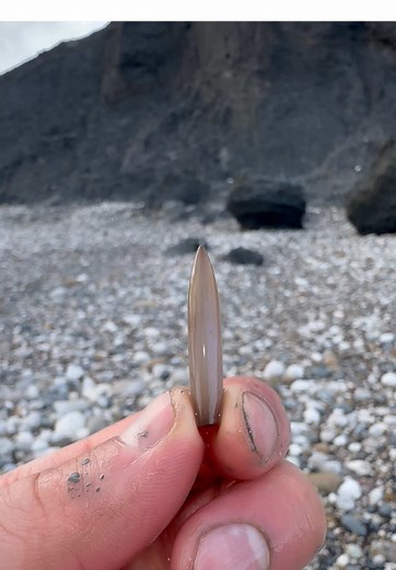 Discovering 100 Million Year Old Belemnite Fossils