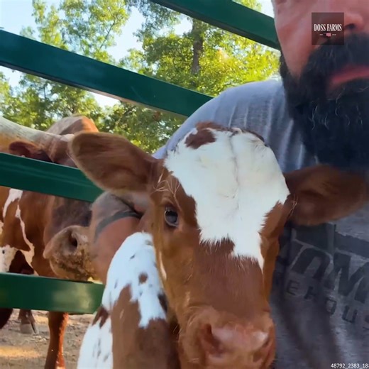14K views · 1K reactions | Fixing a Fencing PROBLEM #FarmLife #Farming #Longhorns #LonghornCattle #Cows | Doss Farms | Facebook