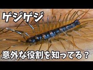 驚愕！ゲジゲジの知られざる正体と秘密とは？