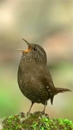 EURASIAN WREN GACOR DI HABITAT ASLINYA