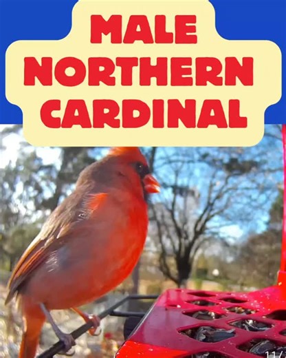 60 reactions · 4 comments | Male Northern Cardinal @coolfly.official #chattanoogabirds #birds #birdwatching #nature #backyardbirds #birding #birdsofinstagram #outdoors #northerncardinal | Chattanooga Birds | Facebook