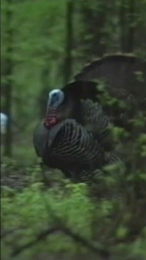 Old school is cool! #speakthelanguage #turkeyhunting #hunting #huntingseason #american #spring