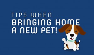 Bringing home a new pet is always exciting! Make sure your house is pet-friendly and your family (including any pets you already have) is ready for the new addition with these tips! | Petsecure Pet Health Insurance | Facebook