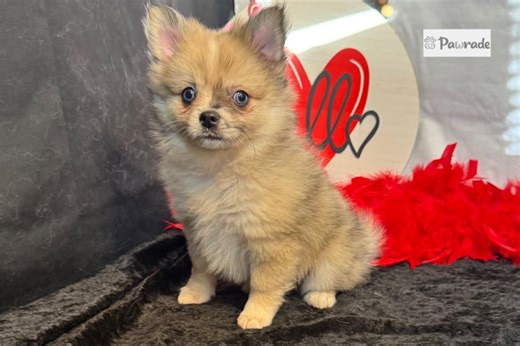 Beth - Pomeranian Puppy FAAFC6