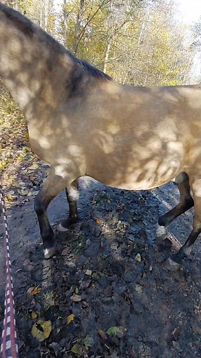 Der Grund, warum man nicht jedem Pferd das Steigen beibringen sollte! Deshalb gibt es von mir dazu auch keine frei verfügbaren Anleitungen oder Tipps. Wenn, dann gerne im persönlichen Unterricht. Ja, Steigen macht Spaß. Ganz ehrlich - es ist inzwischen eine unserer liebsten Übungen. Ich habe gerne selbstbewusste Pferde, die ihre Energie einsetzen. Aber bitte in den richtigen Bahnen! Was hier ganz süß aussieht (und es in unserem Fall auch wirklich ist 😄), kann schnell sehr gefährlich werden. Men