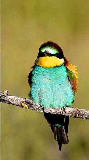 Abelharuco (Merops Apiaster)