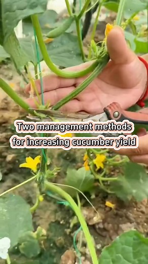1.1M views · 8.2K reactions | #planting #farming #farmer #plant #garden #gardening #agriculture #gardeningtips #farmlife #gardening101 #farmingtiktok #planttips #vegetables #planttiktok #gardentips #gardentiktok #cucumber #cucumbers #cucumberplant #cucumbersalad | Agriculture 2.1 | Facebook