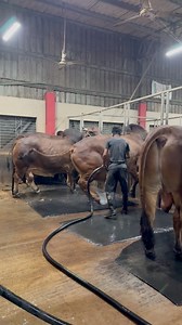 Cleaning the cow farm at night 🚿 | Bull Barn Life