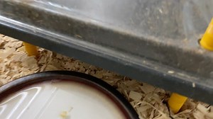 Morning ☀️. Hello, my name is Chad & I’m the tallest Farm Boss at Adler Farms & I collect animals.... | Doss Farms