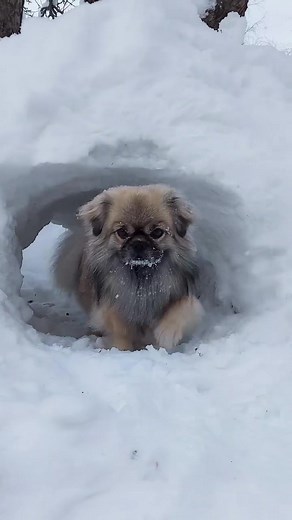 25K views · 1.2K reactions | Tibetan Spaniel | Tibetan Spaniel | Facebook