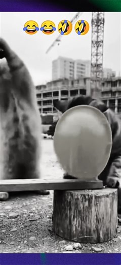 cat funny moments 🤣🤣 #funny #animalhumor #memes