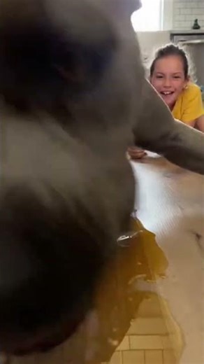 Cane Corso vs Girl Waffle Challenge | Dog Finishes in Seconds 😂