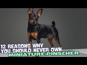 12 Reasons Why You Should Never Own a Miniature Pinscher