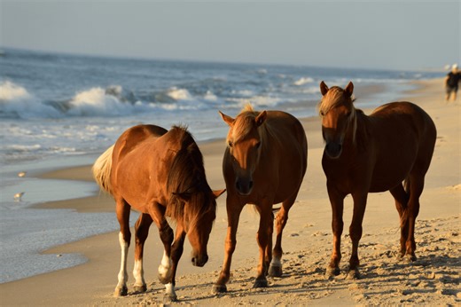 The Assateague Island National Seashore Is the Perfect Dupe for the Outer Banks