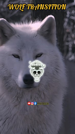 Wolf transition video. #wolf #transitionreel #transitionvideo #reeltransition #facebookreel #facebookviral | MAX TROLL