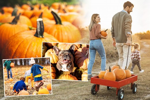 Best pumpkin patches to book now for autumn day out with €3 buys & FREE entry