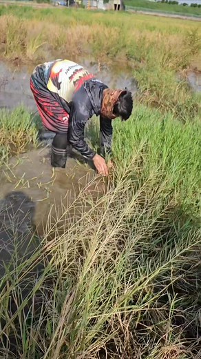 Hawak na napiglas padin natusuk ata | Anay tv