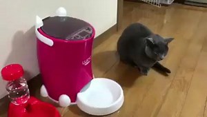 106K views · 3K reactions | First time using an automatic feeder  | Purrtacular | Facebook