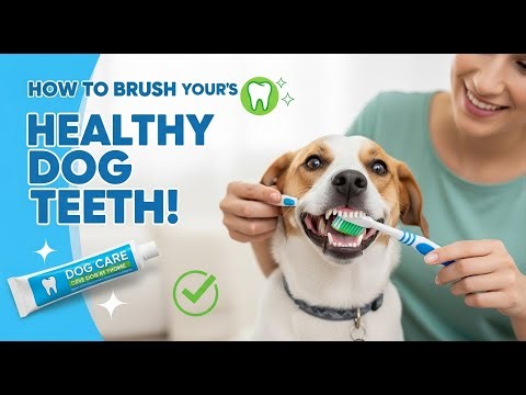 How to Brush Your Dog’s Teeth at Home: Easy Step-by-Step Guide for Healthy Teeth