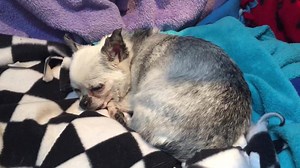 3K views · 1K reactions | G'night friends. Life is Good! | Teddy | Facebook