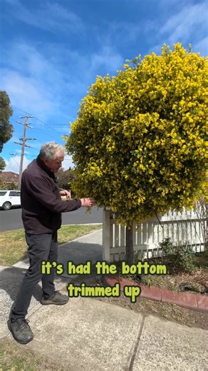 🌼𝗦𝗺𝗮𝗹𝗹 𝗯𝘂𝘁 𝗺𝗶𝗴𝗵𝘁𝘆! This 𝐃𝐰𝐚𝐫𝐟 𝐆𝐨𝐥𝐝𝐞𝐧 𝐁𝐫𝐨𝐨𝐦 is tough as nails — grows even in poor soil and still shines bright with its golden blooms. 💛 Perfect for adding colour and structure to any garden! . Bring some sunshine to your yard, 𝙘𝙝𝙚𝙘𝙠 𝙞𝙩 𝙤𝙪𝙩 𝙣𝙤𝙬👉 https://www.thetutuguru.com.au/shop/genista-cytisus-dwarf-yellow-broom-6-pot/ . #HelloHelloPlants #DwarfGoldenBroom #GenistaCytisus #ToughPlants #AussieGardens #MelbourneGardens #LowMaintenanceGarden #HardyPl