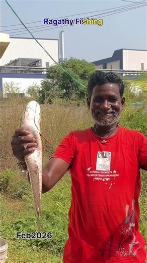 பூங்காவனம் சம்பவம் ஃபிஷிங் விரால் மீன் 🐟 #ragathyfishing #fishing