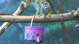 6.3K views · 288 reactions | Happy Halloween from the Kansas City Zoo & Aquarium!  | Kansas City Zoo & Aquarium | Facebook