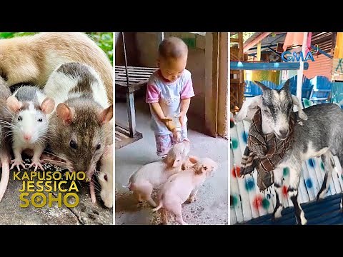 Mga daga, biik at kambing, ginagawang pet?! | Kapuso Mo, Jessica Soho