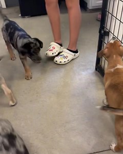 1K views · 41 reactions | Carla, one of 7, ready to go now. A boxer/ Australian shepherd mix. | St. Francis Community Animal Rescue & Education, Murphysboro, IL | Facebook